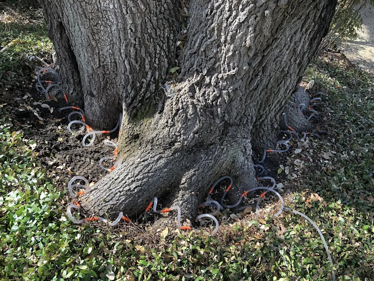 Detailed Tree Cabling and Bracing job site in Kelso