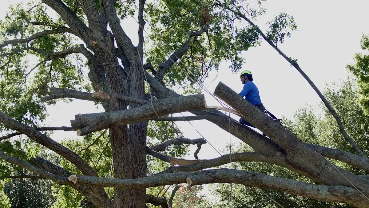Professional Crown Thinning performed by certified arborists in Kelso